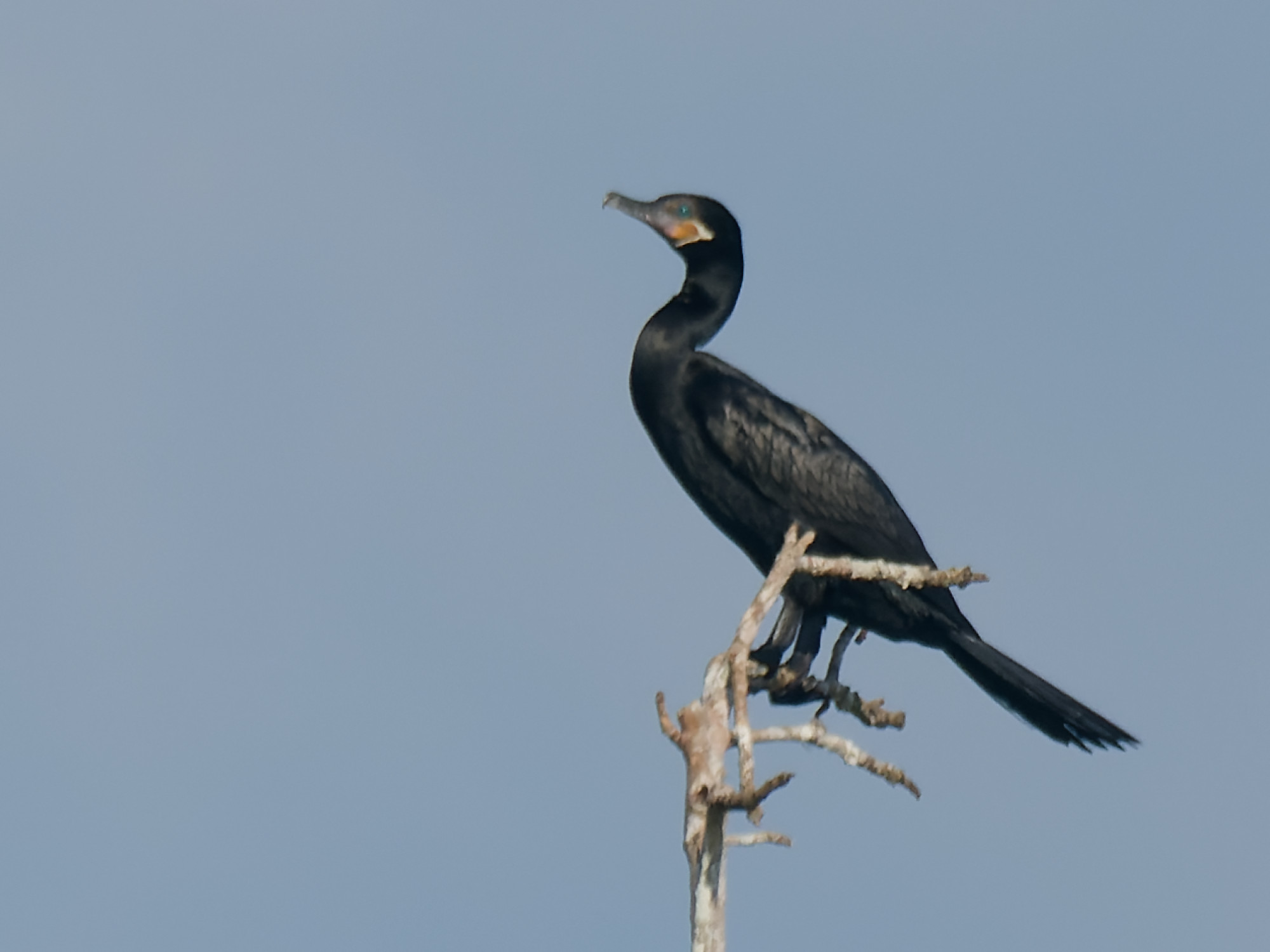 Bigua-aalscholver (Nannopterum brasilianum)